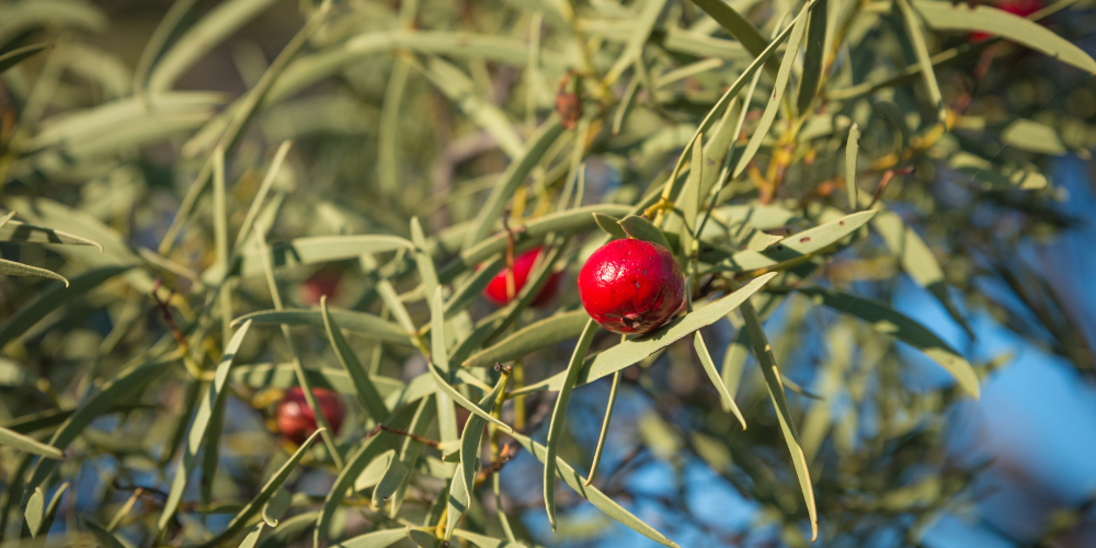 What Makes Australian Natives So Special?