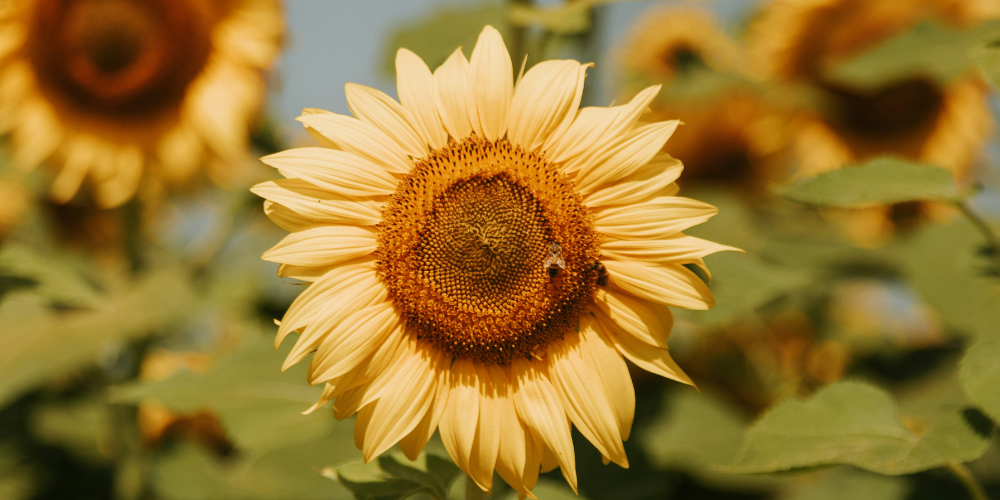 Endometriosis - A Holistic Approach