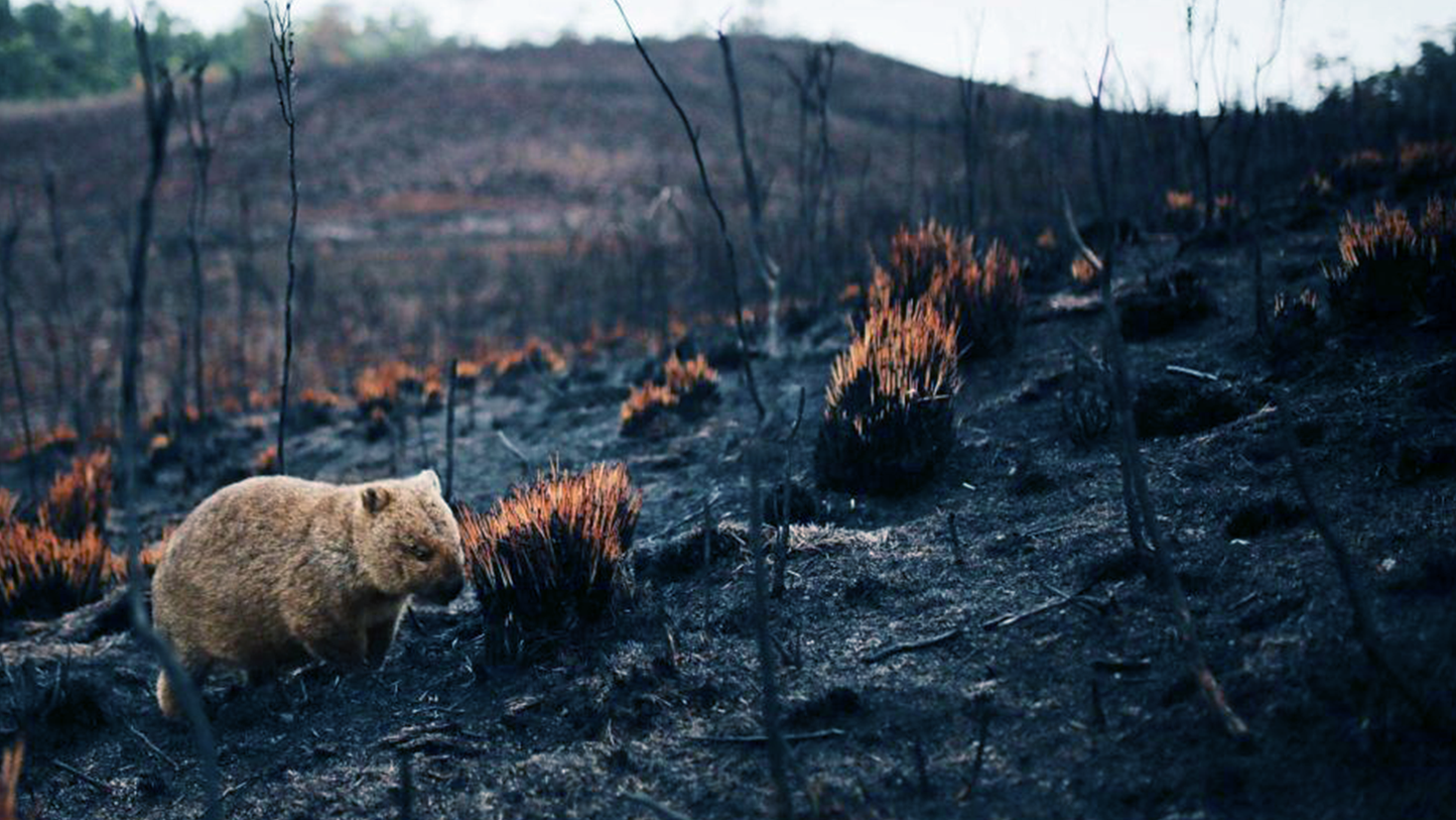 Support for Australia's Bushfire Relief